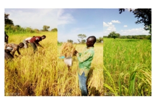 Daniel's Rice Farm